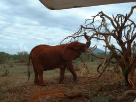 gal/Honeymoon/Tsavo East/_thb_DSCF0094.JPG